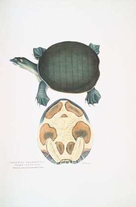 Valvular Trionyx, Emyda punctata, (Trionyx granosus).