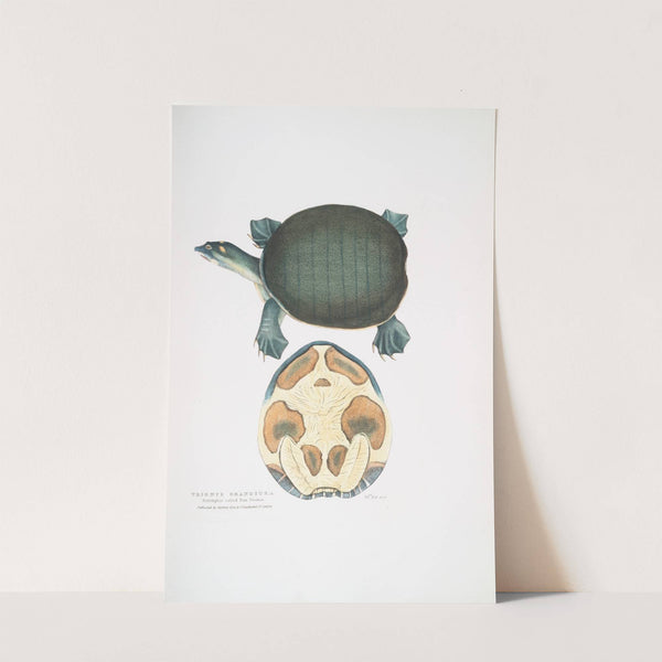 Valvular Trionyx, Emyda punctata, (Trionyx granosus). by John Edward Gray