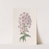 Van Houtte's Phlox by Sydenham Edwards