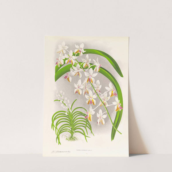 Vanda Boxalli by Jean Jules Linden