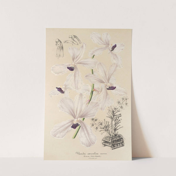 Vanda cærulea by Charles Antoine Lemaire