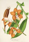 Vanda Cathearty