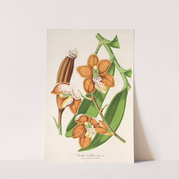 Vanda Cathearty by Charles Antoine Lemaire