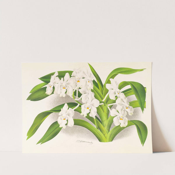 Vanda denisoniana by Jean Jules Linden