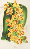 Vanda gigantea