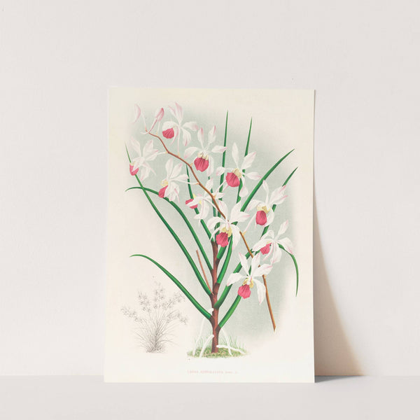 Vanda kimballiana by Jean Jules Linden