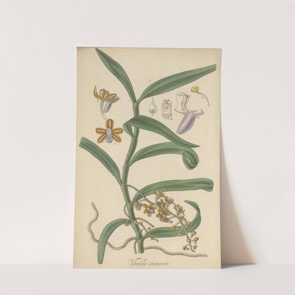 Vanda recurva by William Jackson Hooker