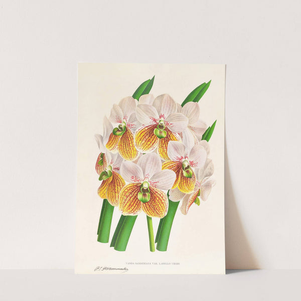 Vanda Sanderiana var Labello Viridi by Jean Jules Linden