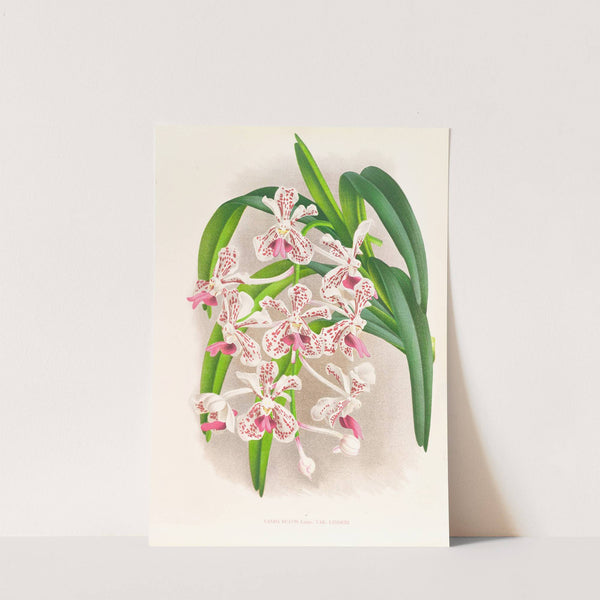 Vanda suavis by Jean Jules Linden