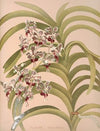 Vanda Suavis (1885)
