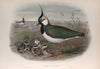 Vanellus cristatus. (1862-1873)