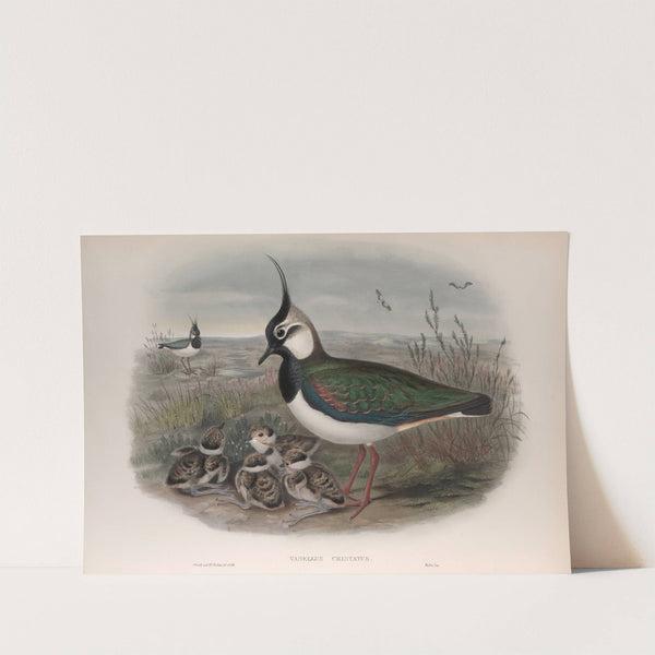 Vanellus cristatus. (1862-1873) by John Gould