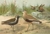 Vanellus gregarius (Pall.), Charadrius dominicus St. Muller