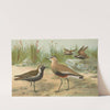 Vanellus gregarius (Pall.), Charadrius dominicus St. Muller by Johann Friedrich Naumann
