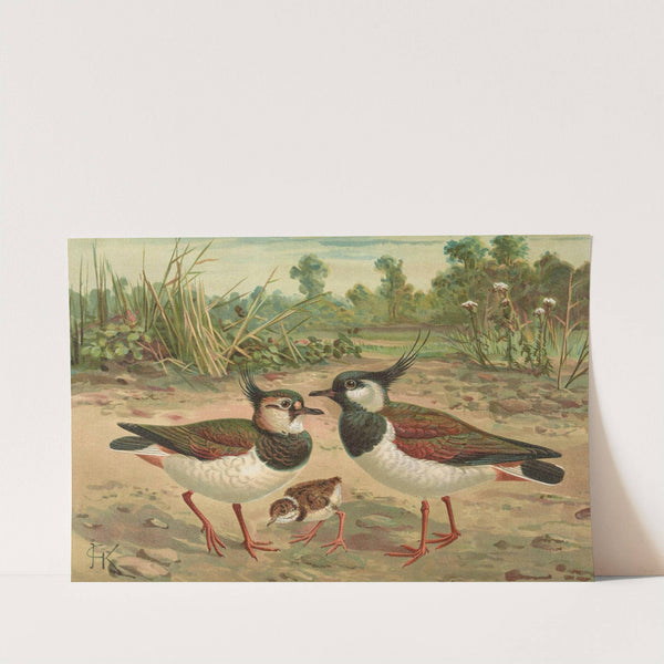 Vanellus vanellus by Johann Friedrich Naumann