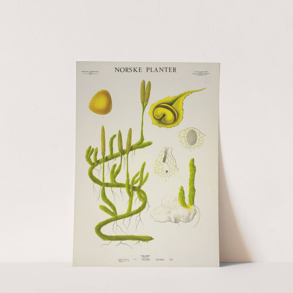 Vanlig kråkefot (1930) by Parmanns Læremiddel-anstalt