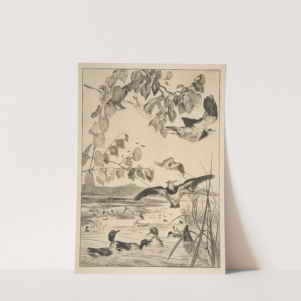 Vanneaux et Sarcelles (1862) by Félix Bracquemond