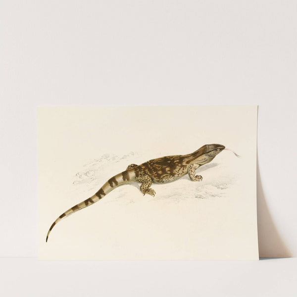 Varanus Albogularis by Sir Andrew Smith