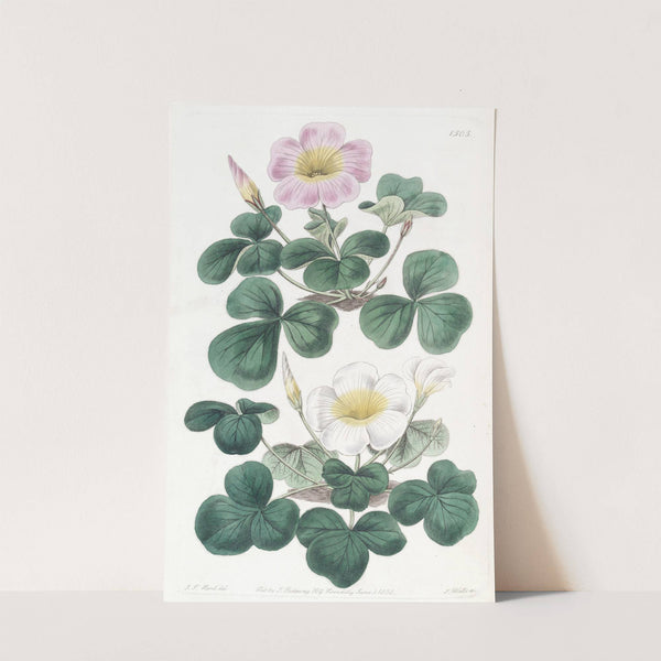 Variable Oxalis by Sydenham Edwards