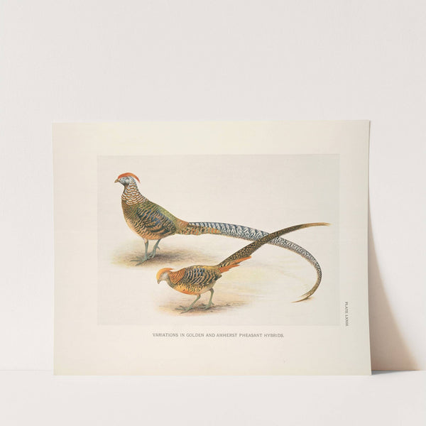 Variations in Golden and Amherst Pheasant hybrids. (1918-1922) by Henrik Gronvold