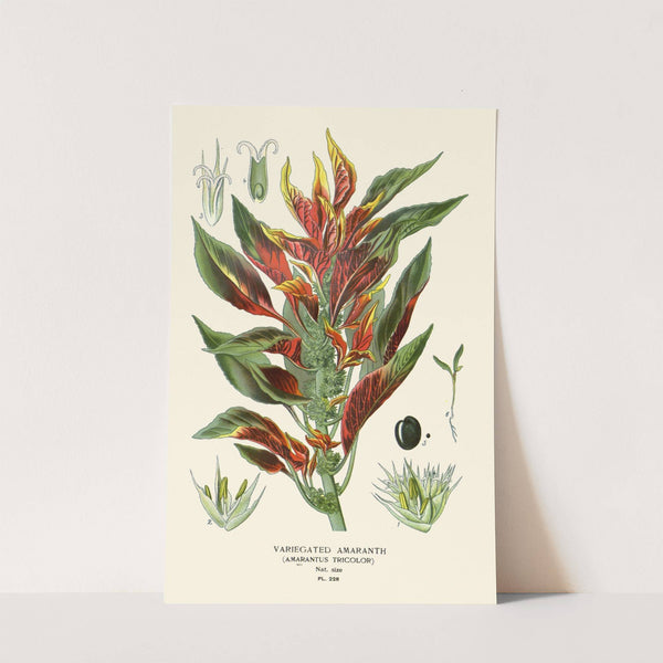 Variegated Amaranth (1896-1897) by Edward Step