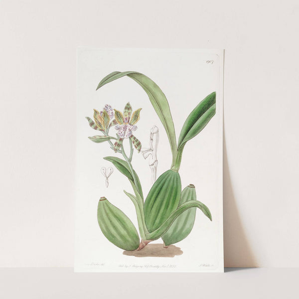 Variegated Aspasia by Sydenham Edwards