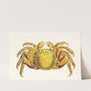 Variegated Crab by George Shaw