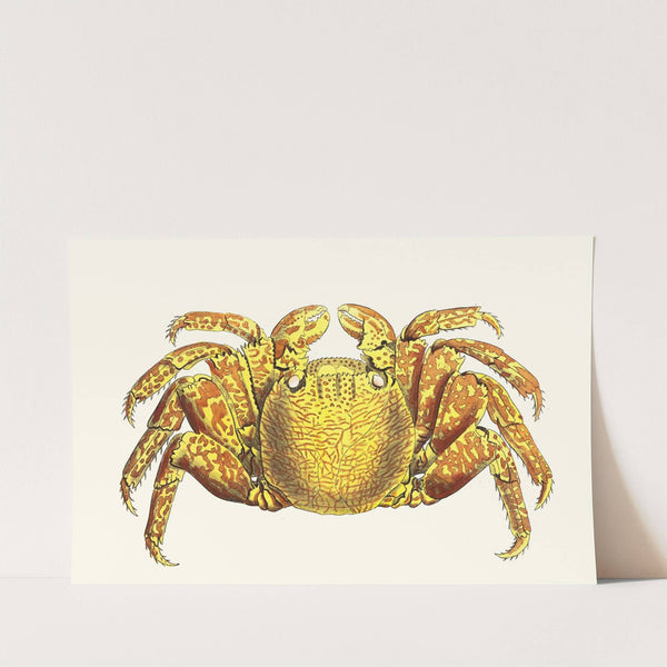 Variegated Crab by George Shaw
