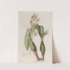 Variegated Epidendrum by Sydenham Edwards