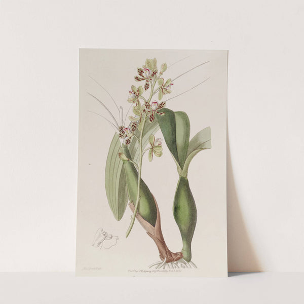 Variegated Epidendrum by Sydenham Edwards