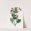Variegated Monkey-flower by Sydenham Edwards