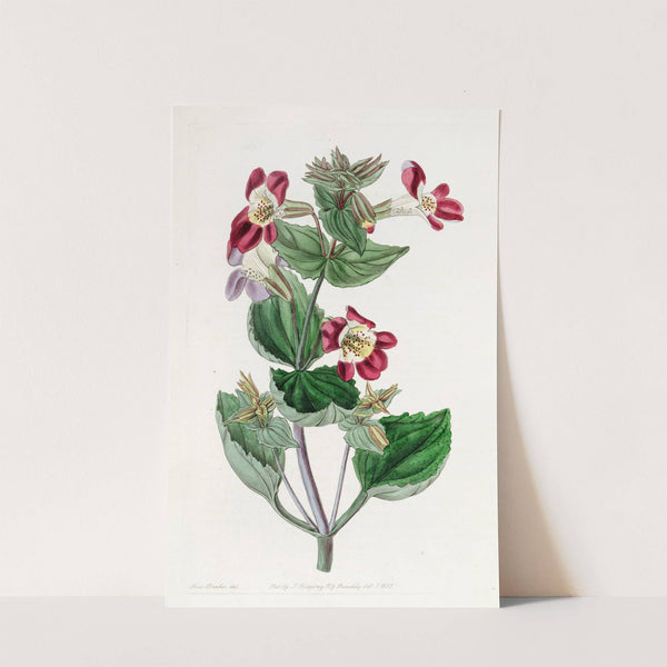 Variegated Monkey-flower by Sydenham Edwards
