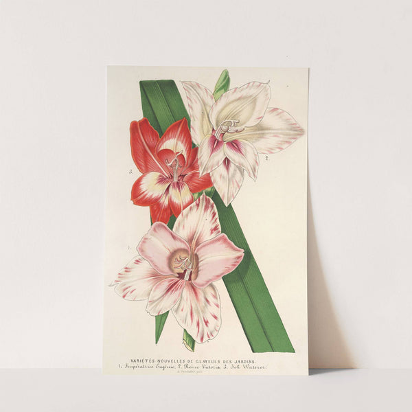 Varietés nouvelles de Glayeuls des jardins by Charles Antoine Lemaire