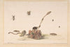 Various Insects by a Fungus