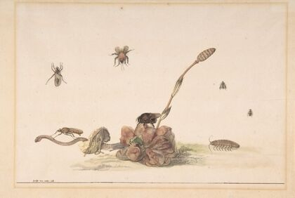 Various Insects by a Fungus