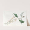 Various-leaved Buddlea by Sydenham Edwards