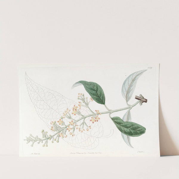 Various-leaved Buddlea by Sydenham Edwards