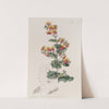 Various-leaved Chorozema by Sydenham Edwards