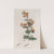 Various-leaved Chorozema by Sydenham Edwards