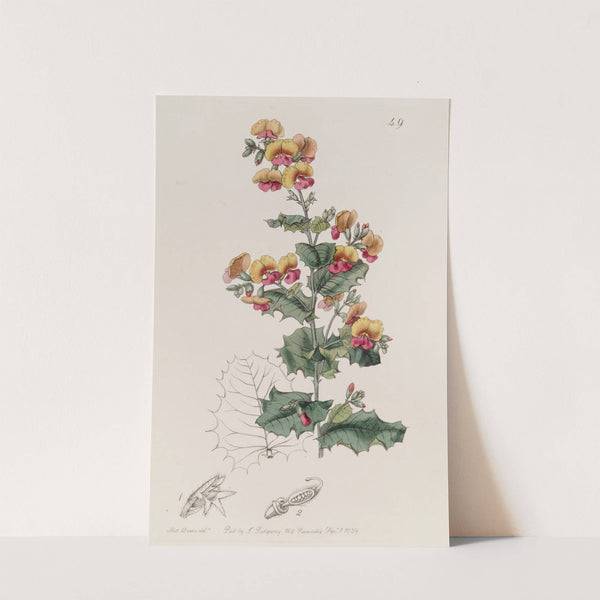 Various-leaved Chorozema by Sydenham Edwards