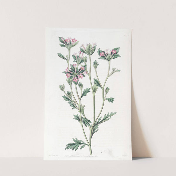 Various-leaved Collomia by Sydenham Edwards