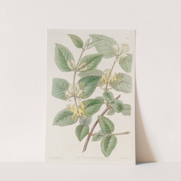 Various-leaved Fly Honeysuckle by Sydenham Edwards