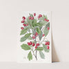 Various-leaved Hawthorn by Sydenham Edwards