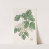 Various-leaved Poison Oak by Sydenham Edwards