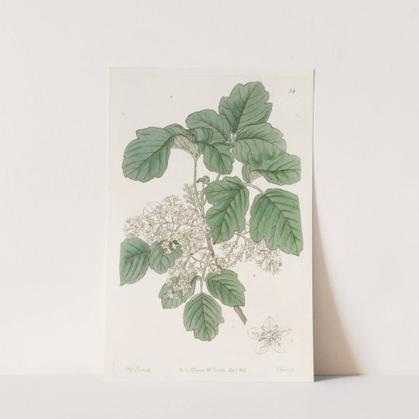 Various-leaved Poison Oak by Sydenham Edwards