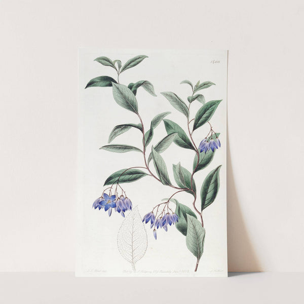 Various-leaved Sollya by Sydenham Edwards