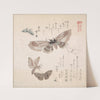 Various Moths and Butterflies by Kubo Shunman