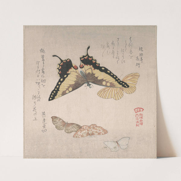 Various Moths and Butterflies by Kubo Shunman