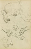 Various studies of lion leg, paws and head