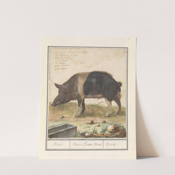 Varken (Sus scrofa domesticus) Beir. Verres. Porcus Mas. Verrat (1596-1610) by Anselmus Boëtius de Boodt
